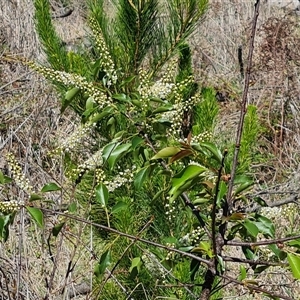 Prunus laurocerasus at Isaacs, ACT - 26 Oct 2024