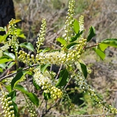 Prunus laurocerasus at Isaacs, ACT - 26 Oct 2024