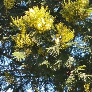 Acacia mearnsii at Isaacs, ACT - 26 Oct 2024