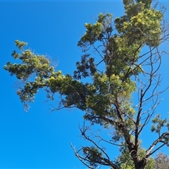 Acacia mearnsii at Isaacs, ACT - 26 Oct 2024