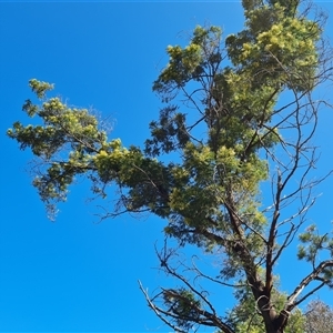 Acacia mearnsii at Isaacs, ACT - 26 Oct 2024