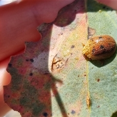 Paropsis atomaria (Eucalyptus leaf beetle) at Bungendore, NSW - 26 Oct 2024 by clarehoneydove