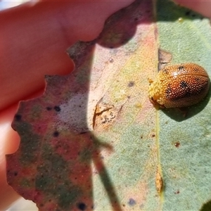 Paropsis atomaria at Bungendore, NSW - suppressed