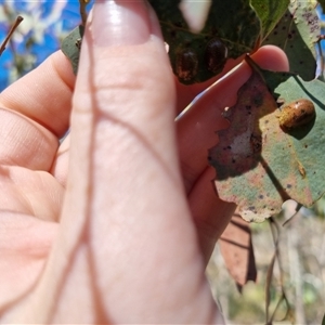 Paropsis atomaria at Bungendore, NSW - 26 Oct 2024