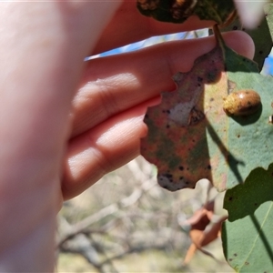 Paropsis atomaria at Bungendore, NSW - suppressed