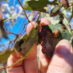 Paropsis atomaria at Bungendore, NSW - suppressed