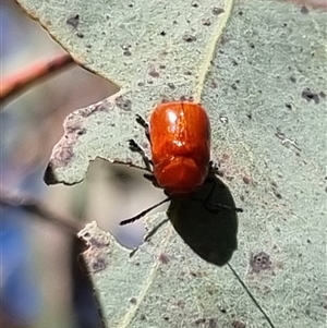 Aporocera (Aporocera) haematodes at Bungendore, NSW - suppressed