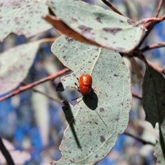 Aporocera (Aporocera) haematodes at Bungendore, NSW - suppressed