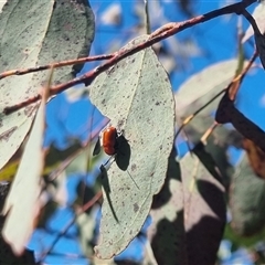 Aporocera (Aporocera) haematodes at Bungendore, NSW - suppressed