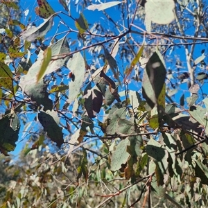 Aporocera (Aporocera) haematodes at Bungendore, NSW - suppressed