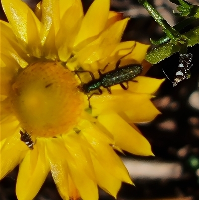 Eleale sp. (genus) (Clerid beetle) at Isaacs, ACT - 26 Oct 2024 by Mike