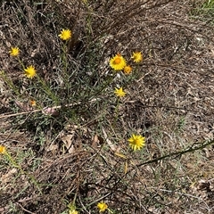 Xerochrysum viscosum (Sticky Everlasting) at Isaacs, ACT - 26 Oct 2024 by Mike