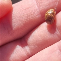 Paropsis pictipennis at Bungendore, NSW - suppressed