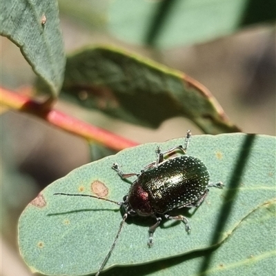 Edusella sp. (genus) (A leaf beetle) at Bungendore, NSW - 26 Oct 2024 by clarehoneydove