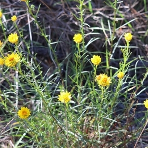 Xerochrysum viscosum (Sticky Everlasting) at Chiltern, VIC by KylieWaldon