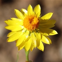 Xerochrysum viscosum at Chiltern, VIC - 26 Oct 2024 08:14 AM