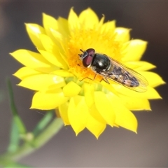 Xerochrysum viscosum at Chiltern, VIC - 26 Oct 2024