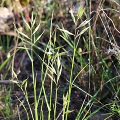 Unverified Grass at Chiltern, VIC - 26 Oct 2024 by KylieWaldon