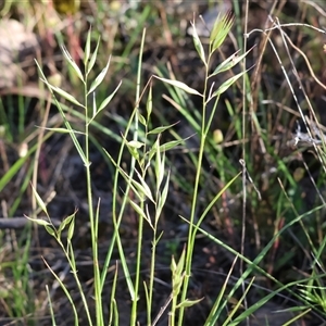 Unidentified Grass at Chiltern, VIC by KylieWaldon