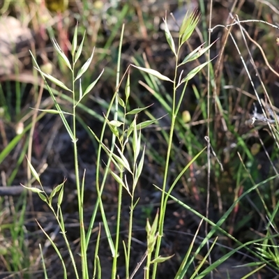 Unidentified Grass at Chiltern, VIC - 25 Oct 2024 by KylieWaldon