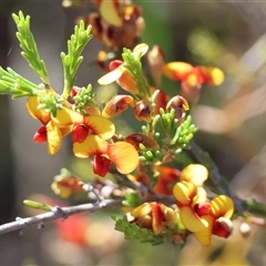 Dillwynia phylicoides at Chiltern, VIC - 25 Oct 2024 by KylieWaldon