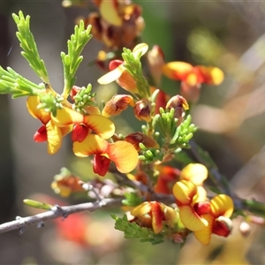 Dillwynia phylicoides at Chiltern, VIC by KylieWaldon