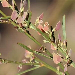 Dodonaea viscosa subsp. angustifolia at Chiltern, VIC by KylieWaldon