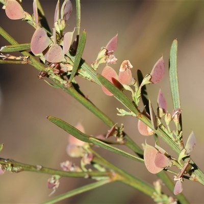 Dodonaea viscosa subsp. angustifolia at Chiltern, VIC - 26 Oct 2024 by KylieWaldon