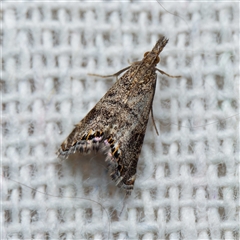 Glaucocharis dilatella (A Crambid moth) at Harrison, ACT - 22 Oct 2024 by DPRees125