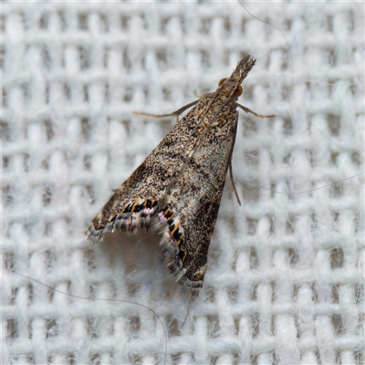 Glaucocharis dilatella (A Crambid moth) at Harrison, ACT - 22 Oct 2024 by DPRees125