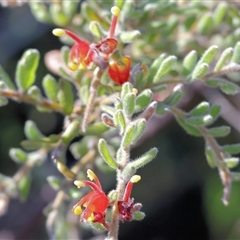 Grevillea alpina (Mountain Grevillea / Cat's Claws Grevillea) at Chiltern, VIC - 25 Oct 2024 by KylieWaldon