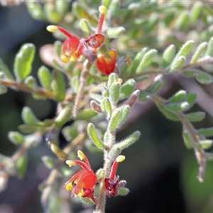 Grevillea alpina at Chiltern, VIC - 26 Oct 2024