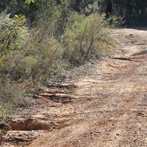 Grevillea alpina at Chiltern, VIC - 26 Oct 2024