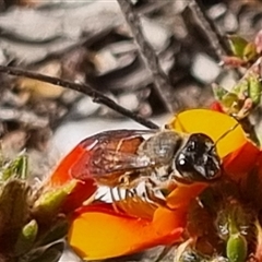 Leioproctus sp. (genus) (Plaster bee) at Bungendore, NSW - 25 Oct 2024 by clarehoneydove