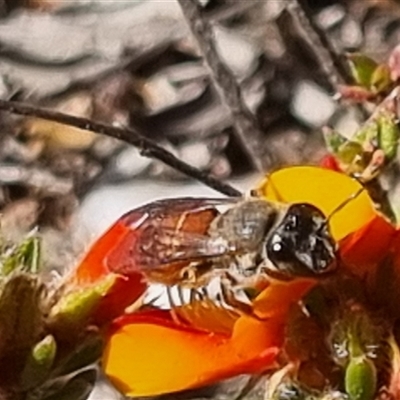 Leioproctus sp. (genus) (Plaster bee) at Bungendore, NSW - 25 Oct 2024 by clarehoneydove