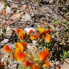 Leioproctus sp. (genus) at Bungendore, NSW - suppressed