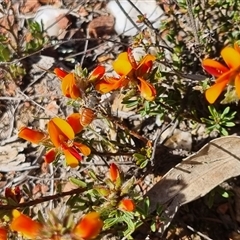 Leioproctus sp. (genus) at Bungendore, NSW - suppressed