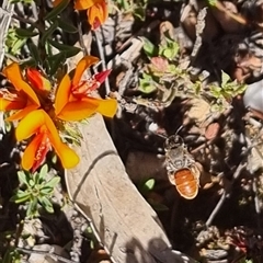 Leioproctus sp. (genus) at Bungendore, NSW - suppressed