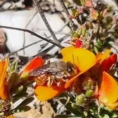 Leioproctus sp. (genus) at Bungendore, NSW - suppressed