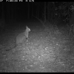 Notamacropus rufogriseus at Shannondale, NSW - 26 Oct 2024 by PEdwards