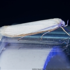 Philobota mathematica group undescribed species. (A concealer moth) at Harrison, ACT - 23 Oct 2024 by DPRees125