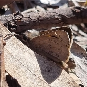 Trapezites phigalia at Bungendore, NSW - 26 Oct 2024