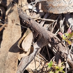 Trapezites phigalia at Bungendore, NSW - 26 Oct 2024