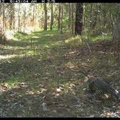 Varanus varius at Shannondale, NSW - 26 Oct 2024 by PEdwards