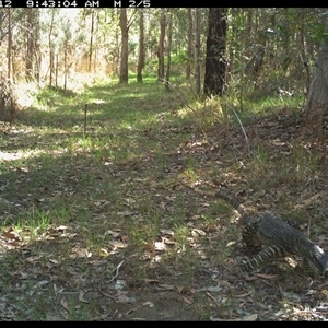 Varanus varius at Shannondale, NSW - suppressed