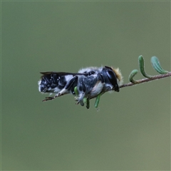 Megachile lucidiventris at Bellingen, NSW - 25 Nov 2021 by PaperbarkNativeBees