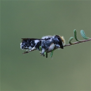 Megachile sp. (several subgenera) at Bellingen, NSW - suppressed