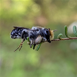 Megachile sp. (several subgenera) at Bellingen, NSW - suppressed