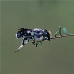 Megachile sp. (several subgenera) at Bellingen, NSW - suppressed