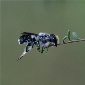 Megachile sp. (several subgenera) at Bellingen, NSW - suppressed